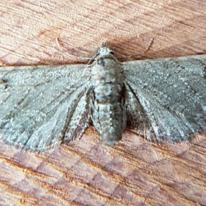 Angle-barred Pug (Eupithecia innotata)