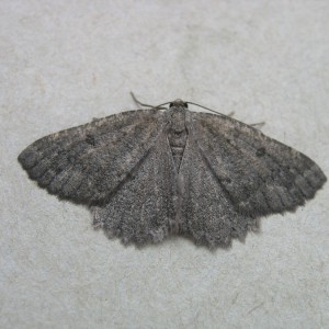 The Annulet (Charissa obscurata)