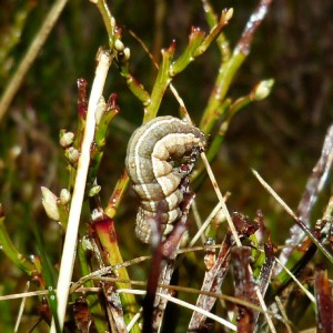 The Anomalous (Stilbia anomala)