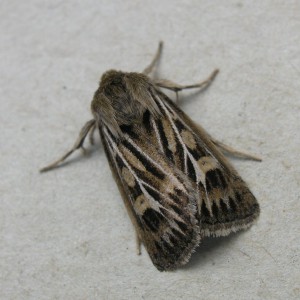 Antler Moth (Cerapteryx graminis)