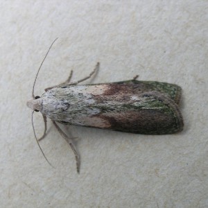 Bee Moth (Aphomia sociella)