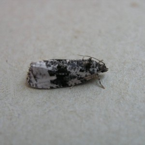 (Apotomis turbidana)