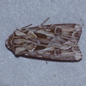 Archer's Dart (Agrotis vestigialis)