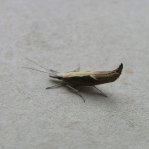 (Argyresthia albistria)
