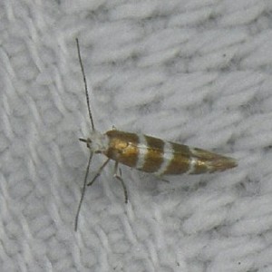 (Argyresthia trifasciata)