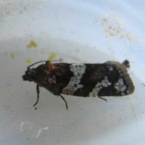 (Argyrotaenia ljungiana)