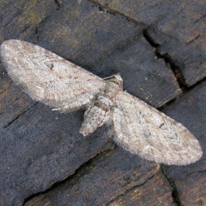 Ash Pug (Eupithecia innotata fraxinata)