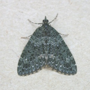 Autumn Green Carpet (Chloroclysta miata)