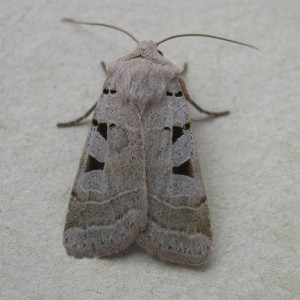 Autumnal Rustic (Eugnorisma glareosa)