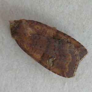Barred Chestnut (Diarsia dahlii)