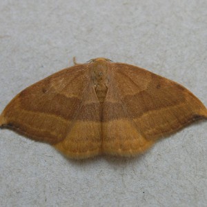 Barred Hook-tip (Watsonalla cultraria)