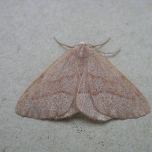 Barred Red (Hylaea fasciaria)