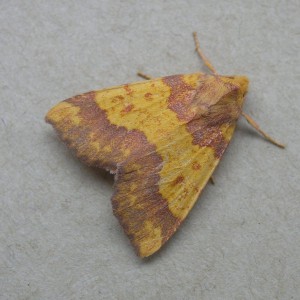 Barred Sallow (Tiliacea aurago)