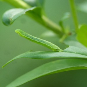 Barred Tooth-striped (Trichopteryx polycommata) larva