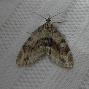 Barred Tooth-striped (Trichopteryx polycommata)