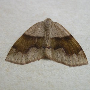 Barred Umber (Plagodis pulveraria)