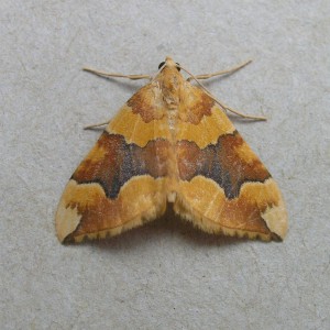 Barred Yellow (Cidaria fulvata)