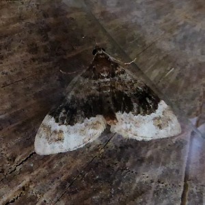 Barred Carpet (Martania taeniata)