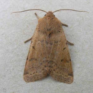 Beaded Chestnut (Agrochola lychnidis)