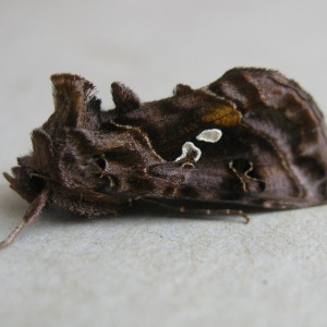 Beautiful Golden Y (Autographa pulchrina)