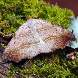 Beautiful Hook-tip (Laspeyria flexula)