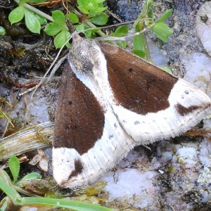 Beautiful Snout (Hypena crassalis)