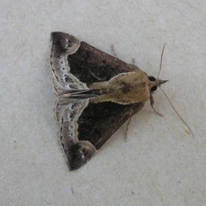 Beautiful Snout (Hypena crassalis)