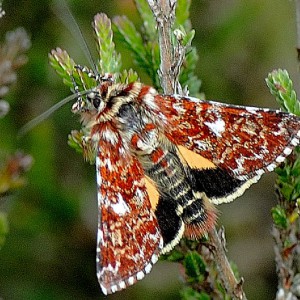 Beautiful Yellow Underwing (Anarta myrtilli)