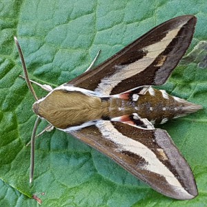 Bedstraw Hawk-moth (Hyles gallii)