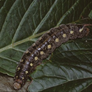 Bedstraw Hawk-moth (Hyles gallii)