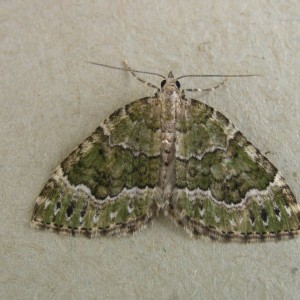 Beech-green Carpet (Colostygia olivata)