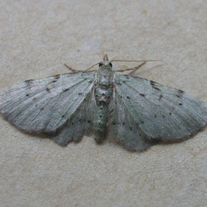 Bilberry Pug (Pasiphila debiliata)