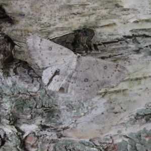 Birch Mocha (Cyclophora albipunctata)