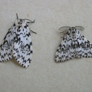 Black Arches (Lymantria monacha)