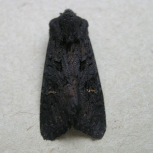 Black Rustic (Aporophyla nigra)