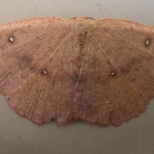 Blair's Mocha (Cyclophora puppillaria)