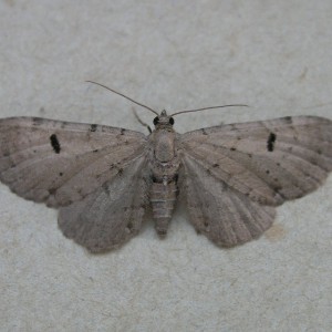 Bleached Pug (Eupithecia expallidata)