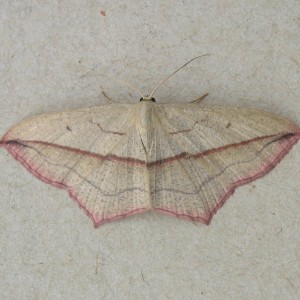 Blood-vein (Timandra comae)