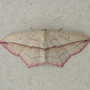 Blood-vein (Timandra comae)