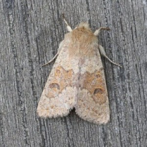 Blossom Underwing (Orthosia miniosa)