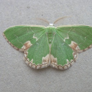 Blotched Emerald (Comibaena bajularia)