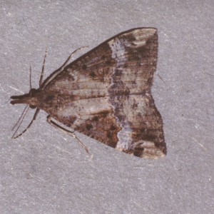 Bloxworth Snout (Hypena obsitalis)