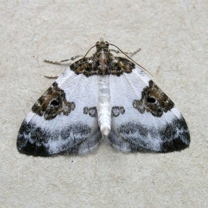 Blue-bordered Carpet (Plemyria rubiginata)