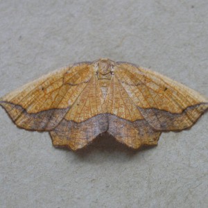 Bordered Beauty (Epione repandaria)