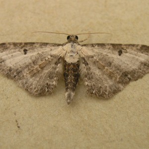 Bordered Pug (Eupithecia succenturiata)