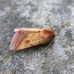 Bordered Sallow