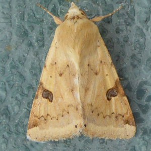 Bordered Straw (Heliothis peltigera)