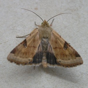 Bordered Straw (Heliothis peltigera)