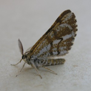 Bordered White (Bupalus piniaria)