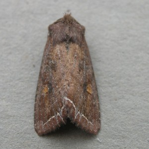 Bright-line Brown-eye (Lacanobia oleracea)